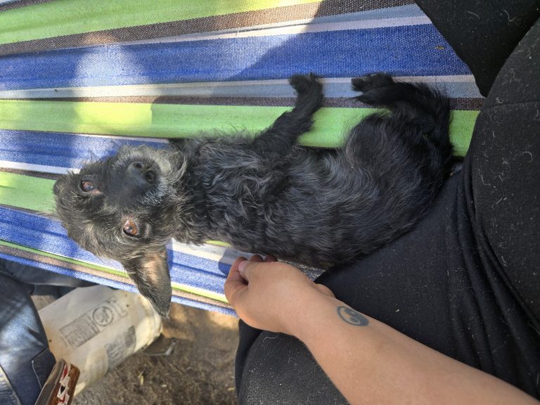 Frida, lost dog, Mix