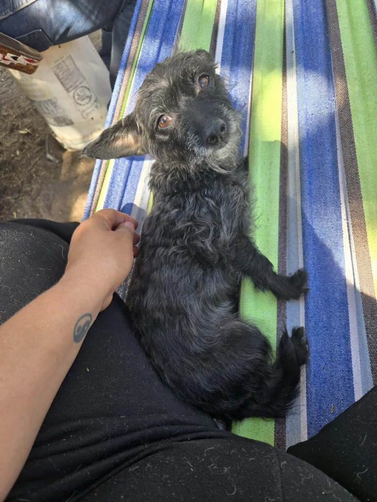 Frida, lost dog, Mix