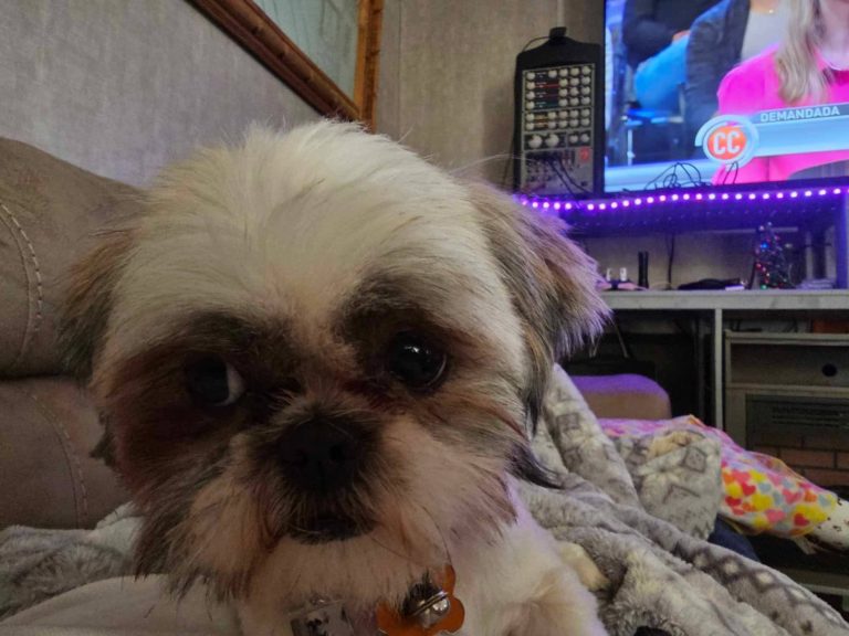 Molly, lost dog, Shitzu