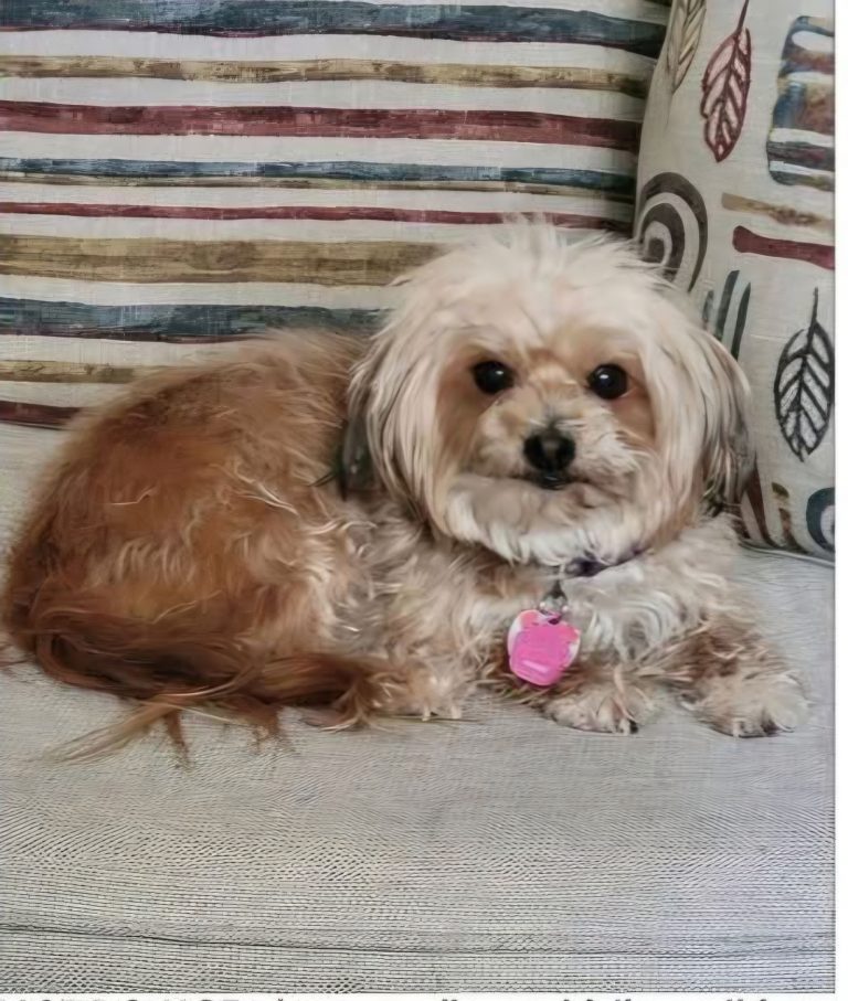Biscuit, lost dog, Shih-tzhu