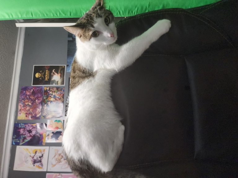 Lady, lost cat, Domestic short hair