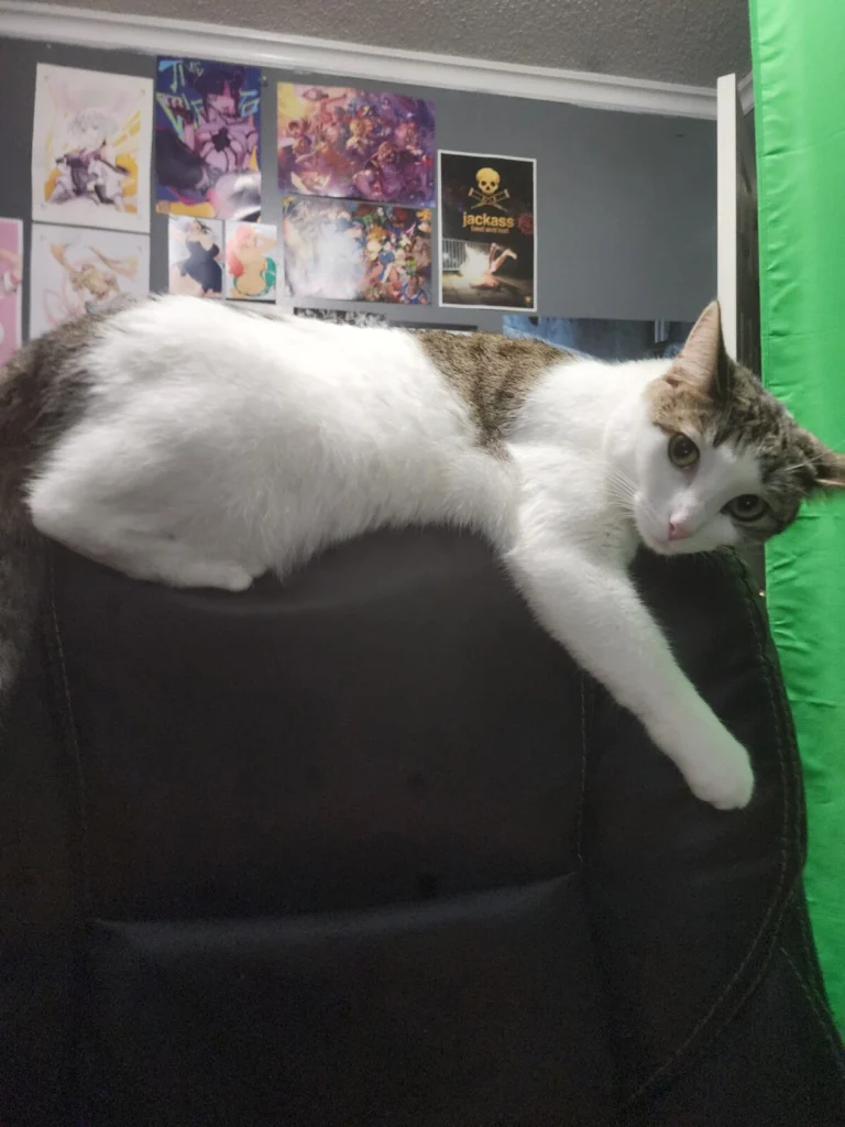 Lady, lost cat, Domestic short hair