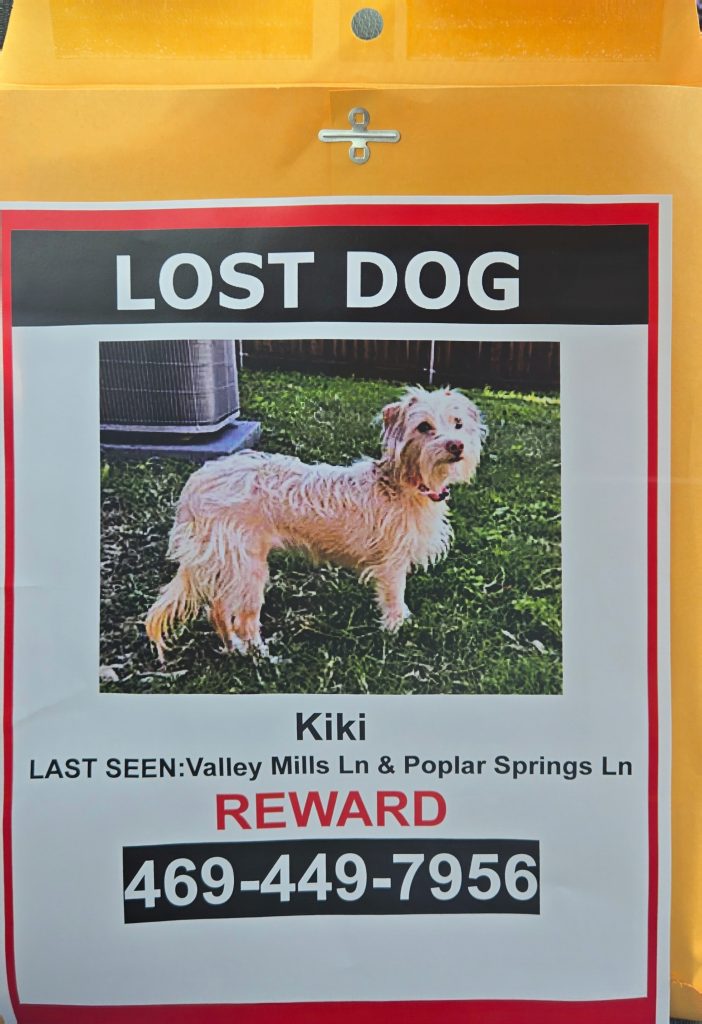 Kiki, lost dog, Mixed breed