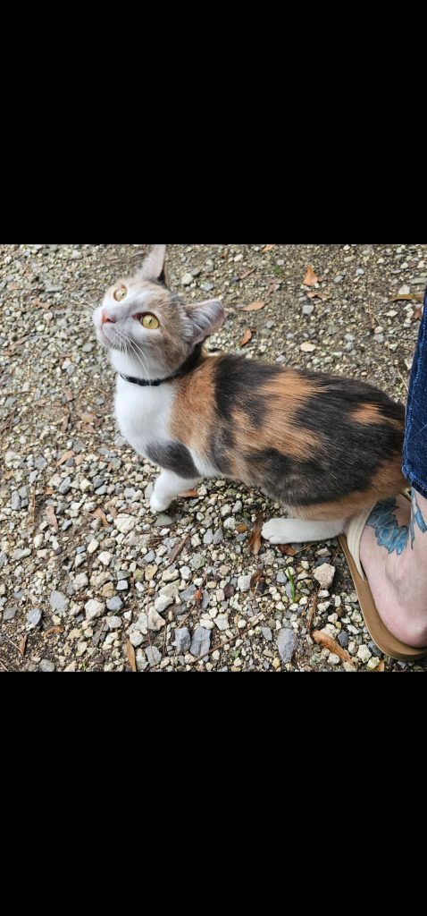 Sandy, lost cat, Domestic short hair