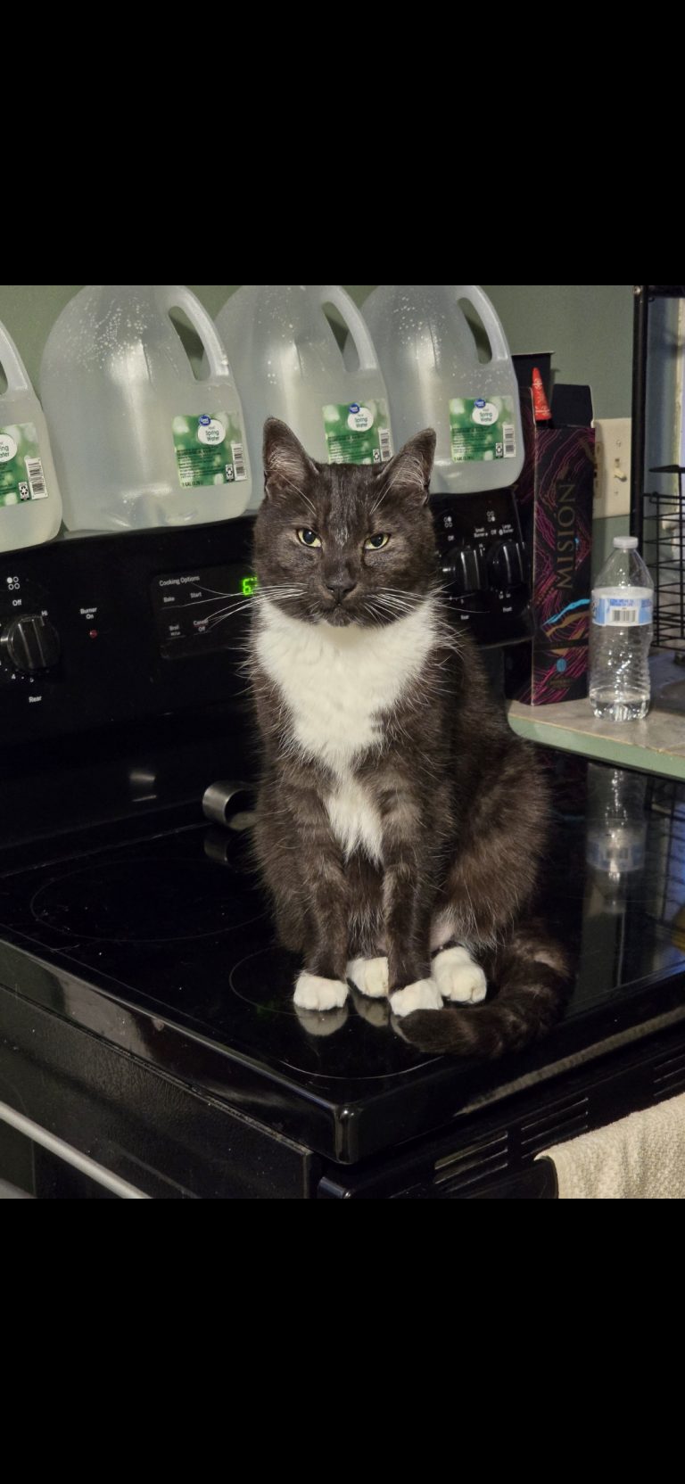 Tuc, lost cat, Tuxedo