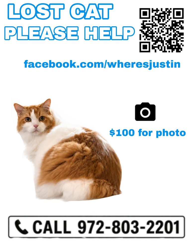 Justin, lost cat, Ragdoll