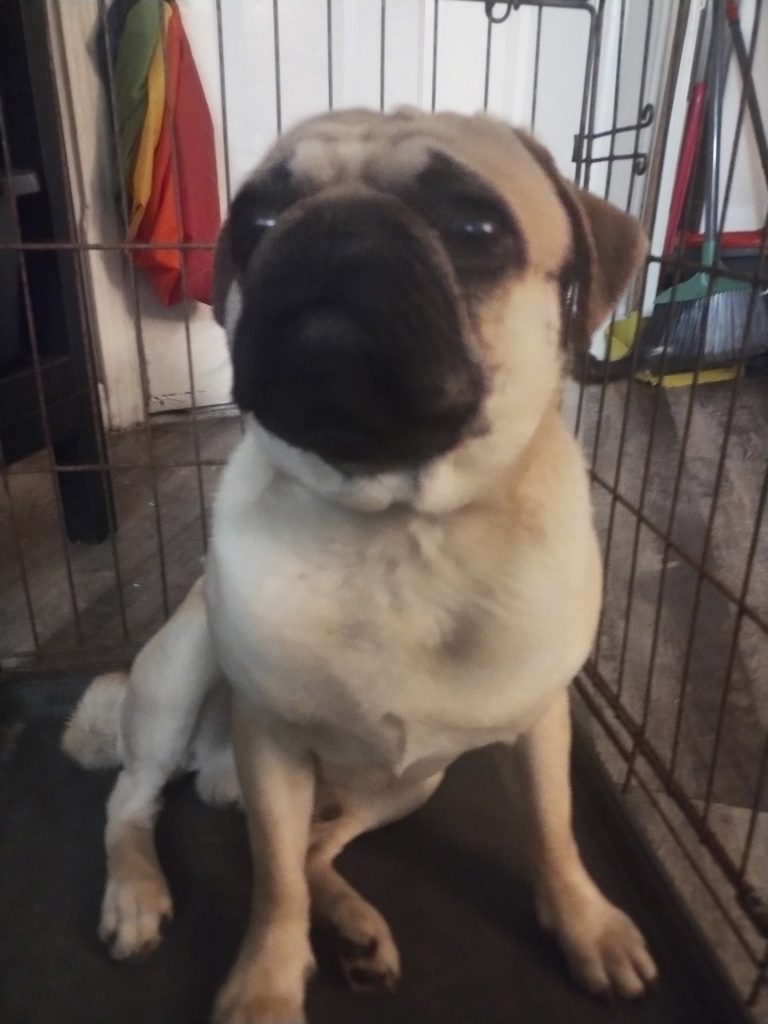Bruno, lost dog, Pug