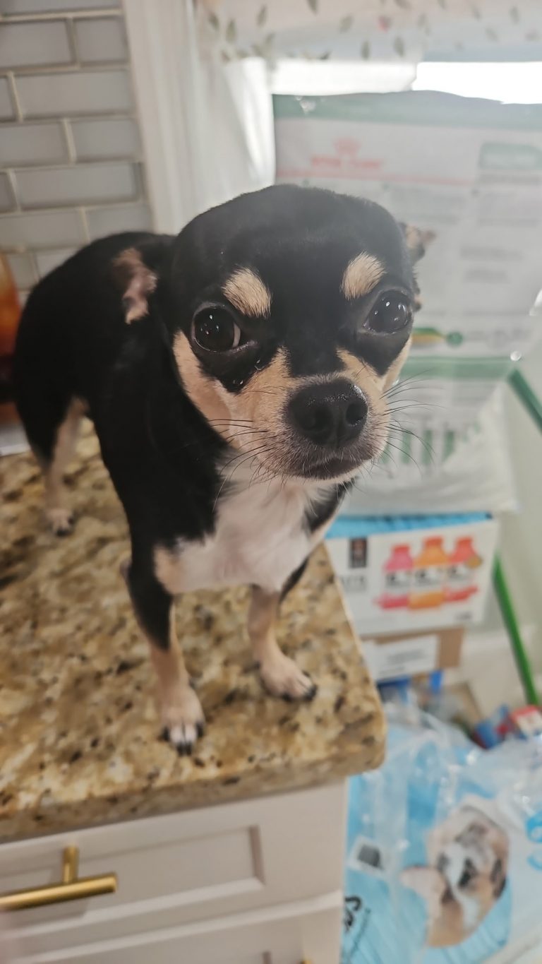Frijolos, lost dog, Chihuahua