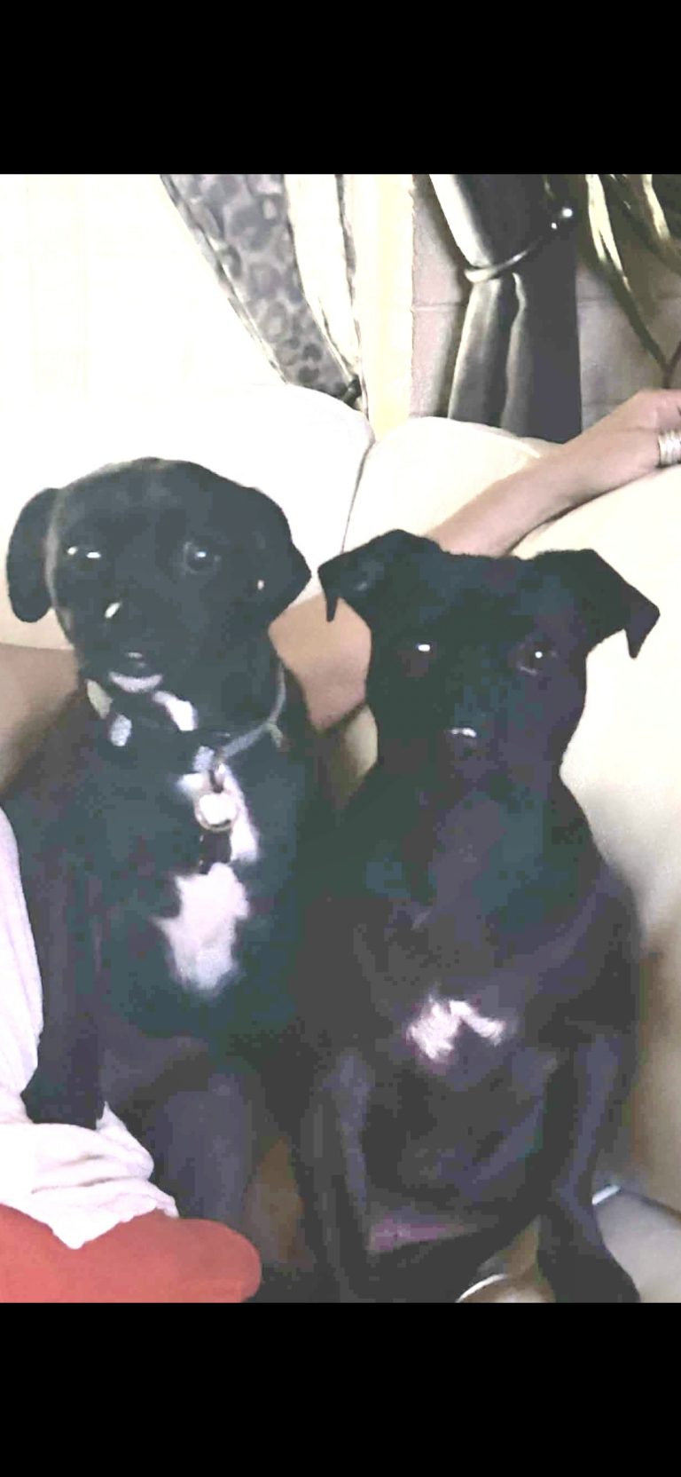 DLO, lost dog, Pug terrier mixed