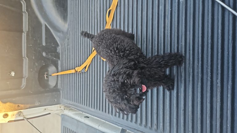 Peli, lost dog, Poodle