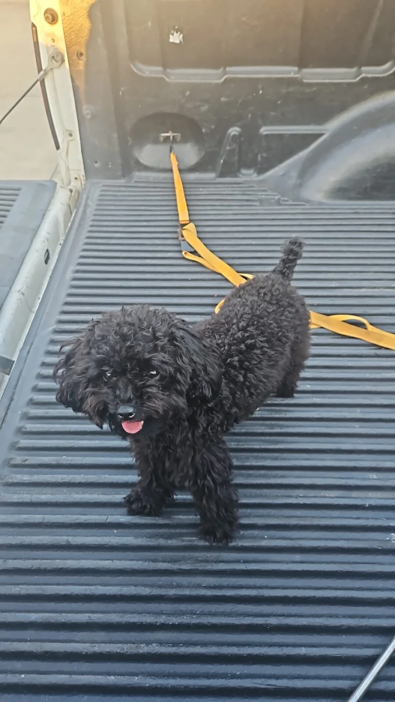 Peli, lost dog, Poodle