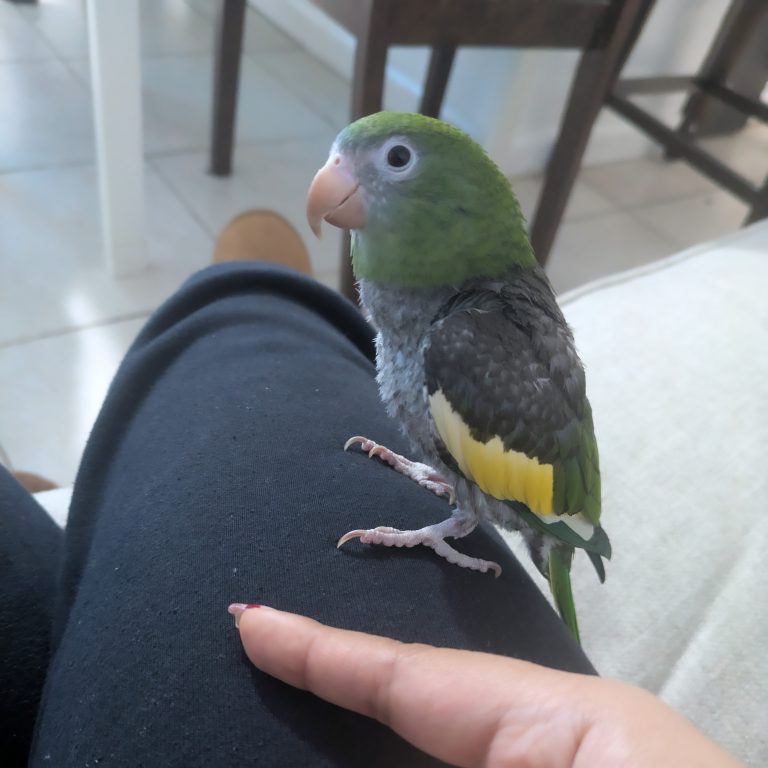 Valentino, lost bird, White Winged parakeet