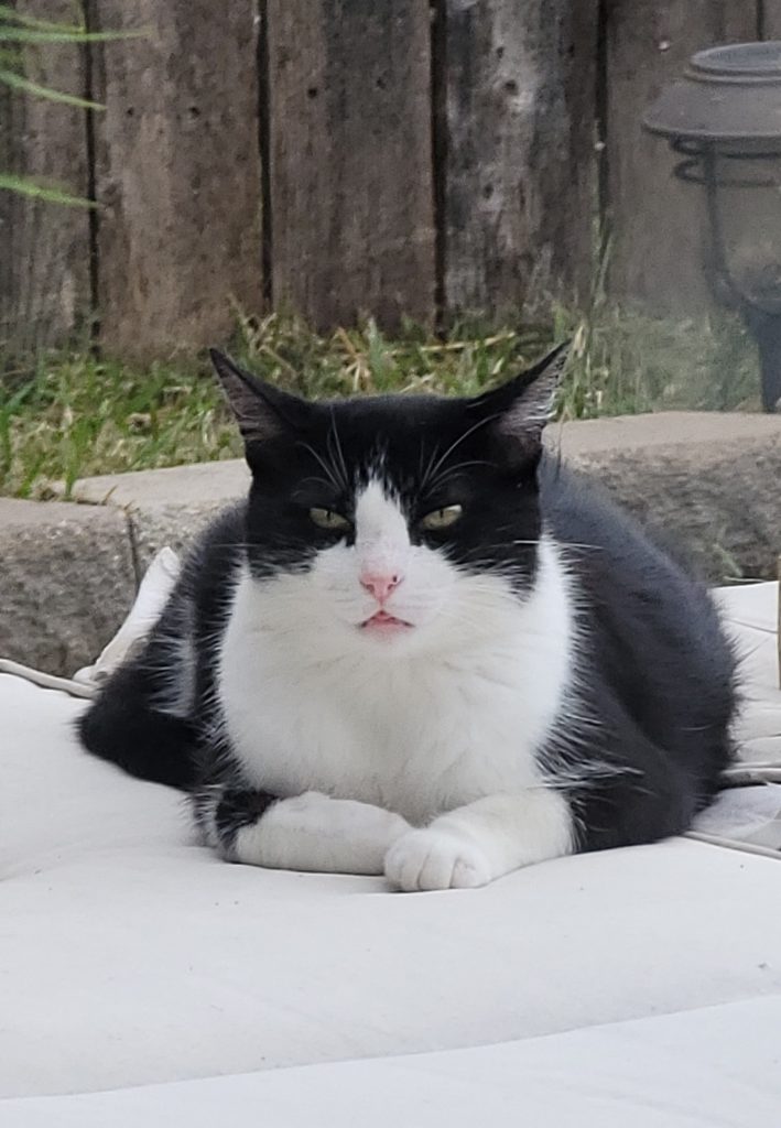 Kitty Muffin, lost cat, American Shorthair