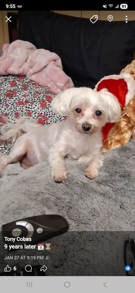 Moochi, lost dog, Maltease