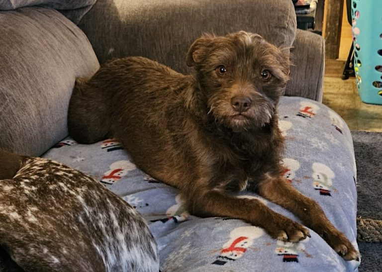 Maisie, lost dog, Terrier mix