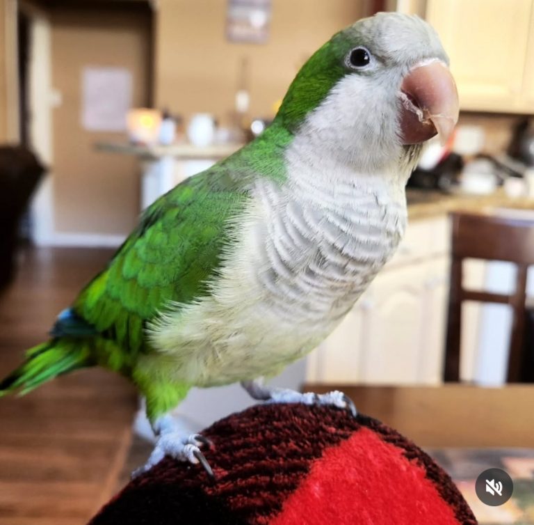 Kiwi, lost bird, Quaker parrot