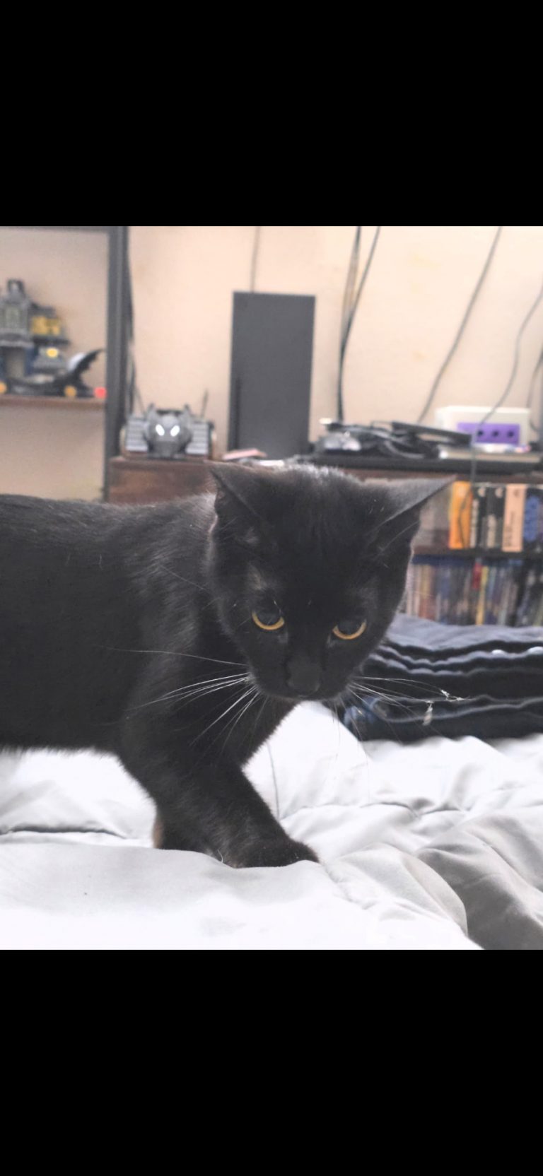 Echo, lost cat, Domestic short hair