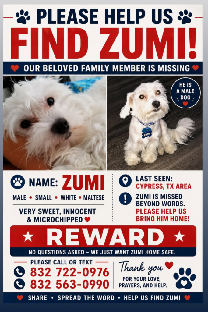 Zumi, lost dog, Podle