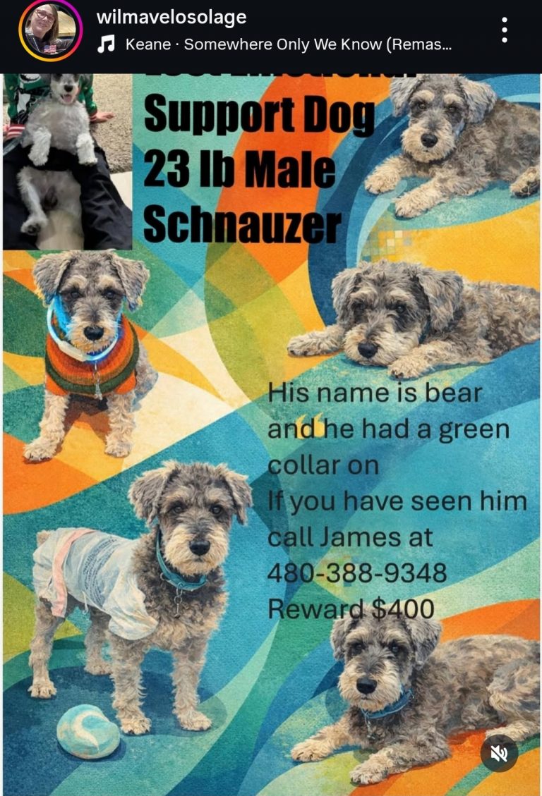 Bear, lost dog, Schnauzer