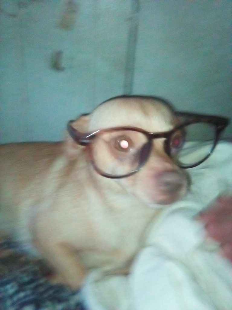 Mojo, lost dog, Chihuahua