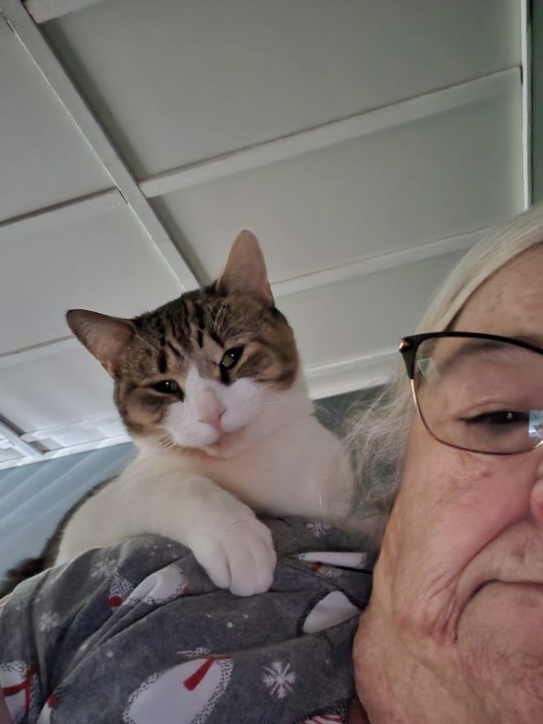 Cleo, lost cat, Shorthair