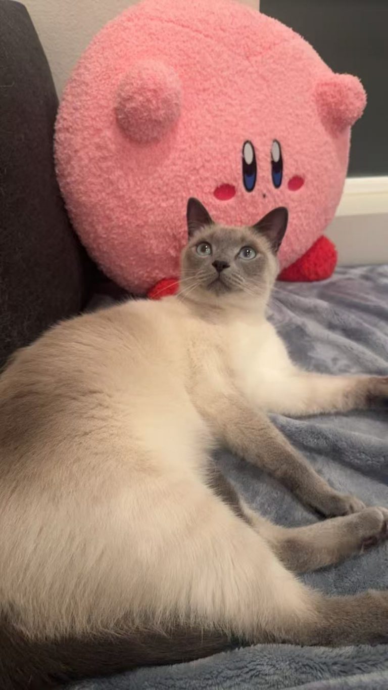 Oreo, lost cat, Siamese