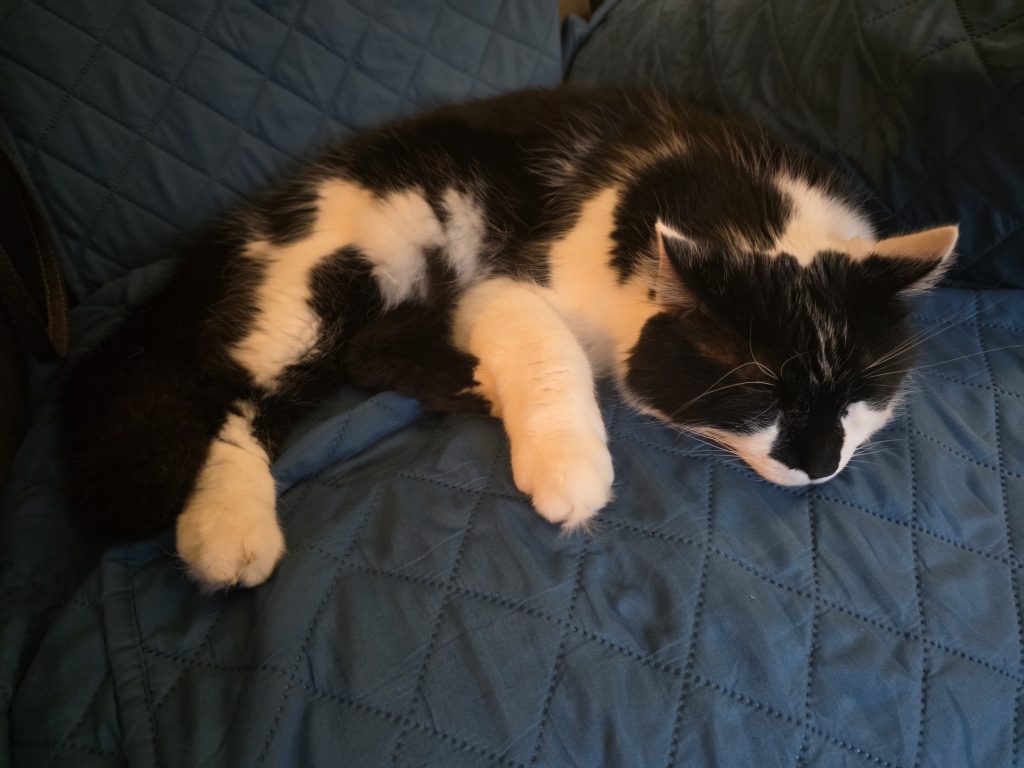 Sophie, lost cat, Domestic medium long hair cat