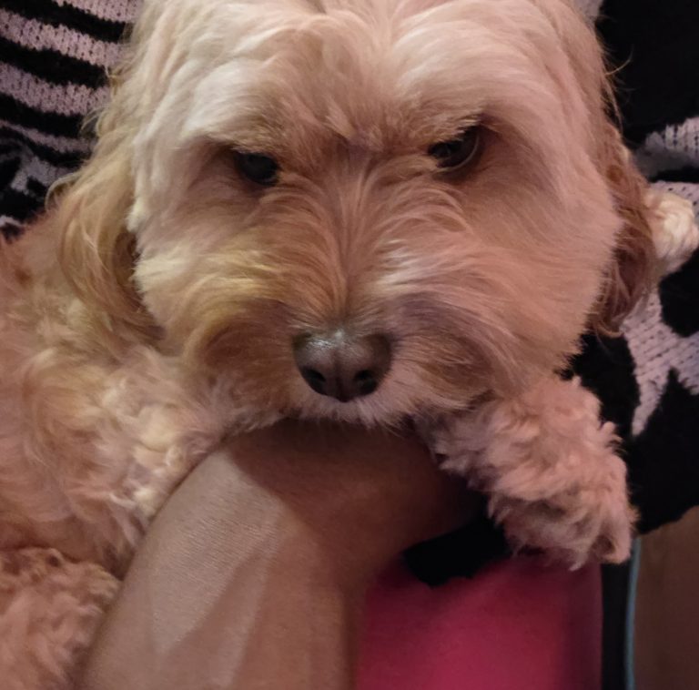 Action, lost dog, Cavapoo