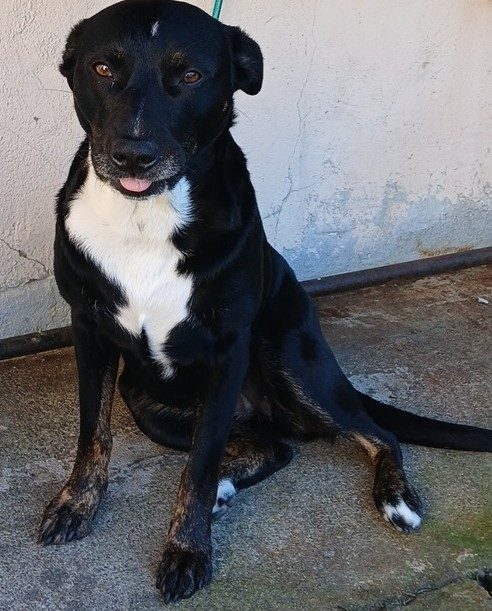 Holly, lost dog, Boarder collie / staffy