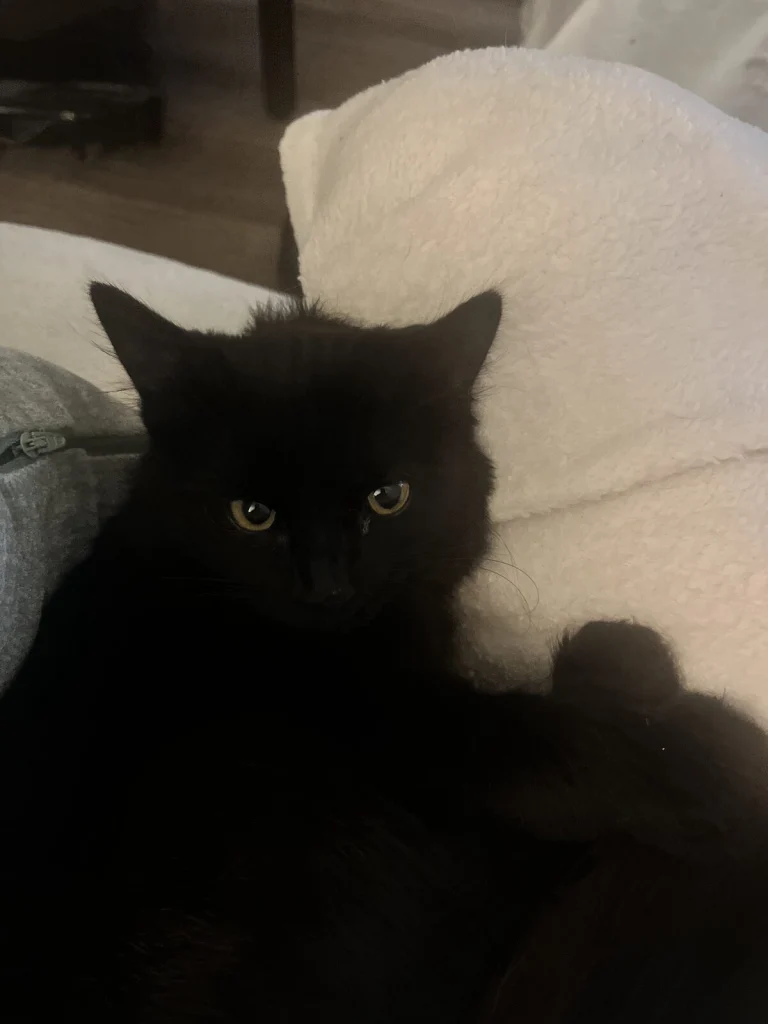 Stella, lost cat, Domestic long hair