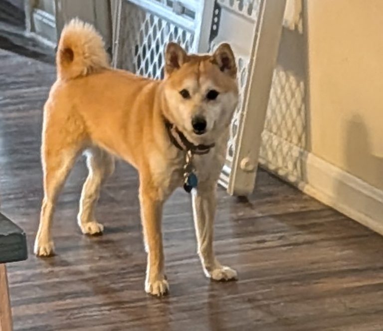 Pria, lost dog, Shiba Inu