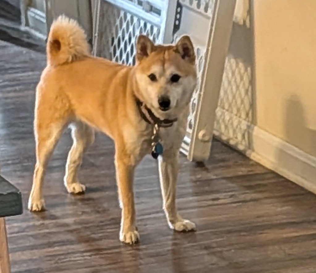 Pria, lost dog, Shiba Inu