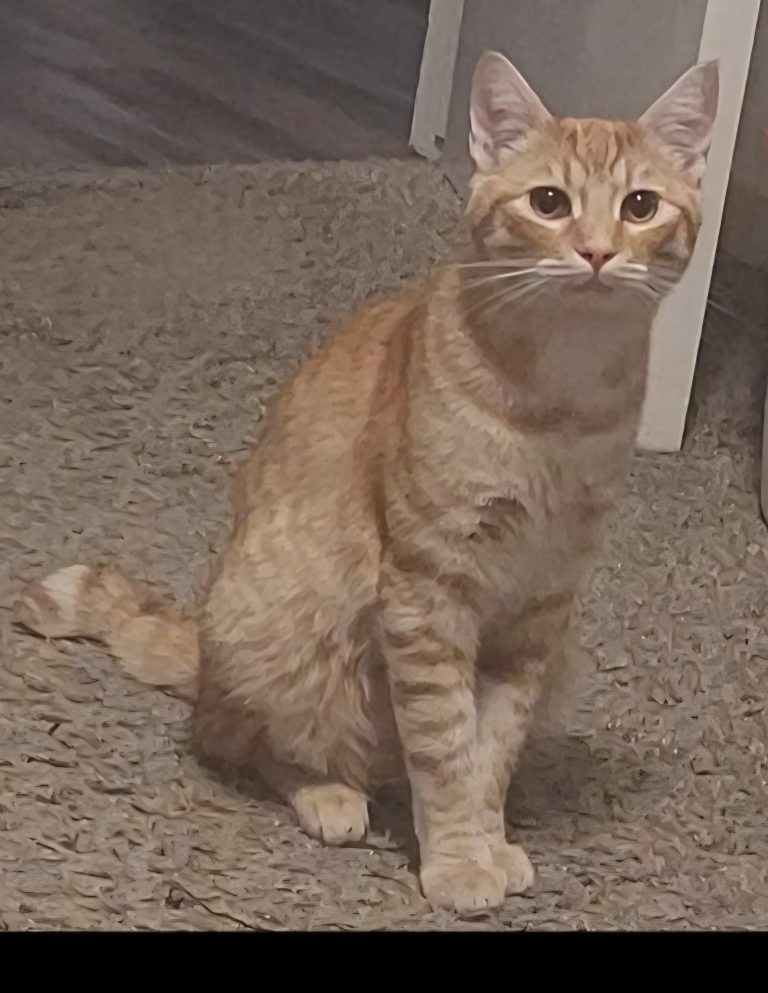 Mr. Squiggles, lost cat, Tabby