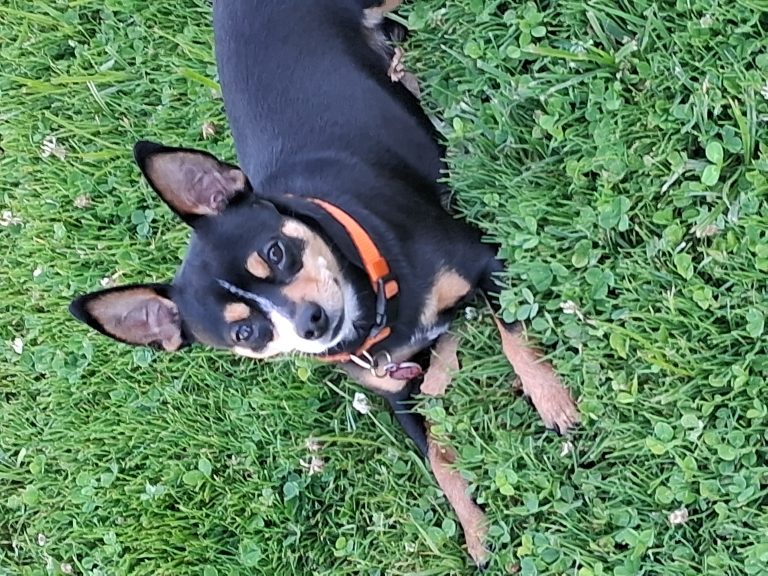 Bubba, lost dog, Chiua