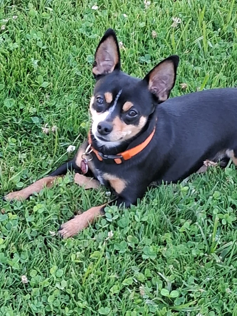 Bubba, lost dog, Chiua