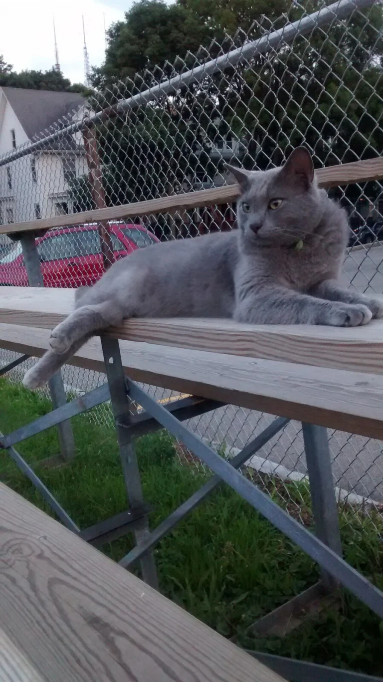 Smokey, lost cat, Russian blue