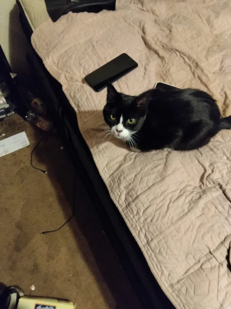 Slyvester, lost cat, Tuxedo