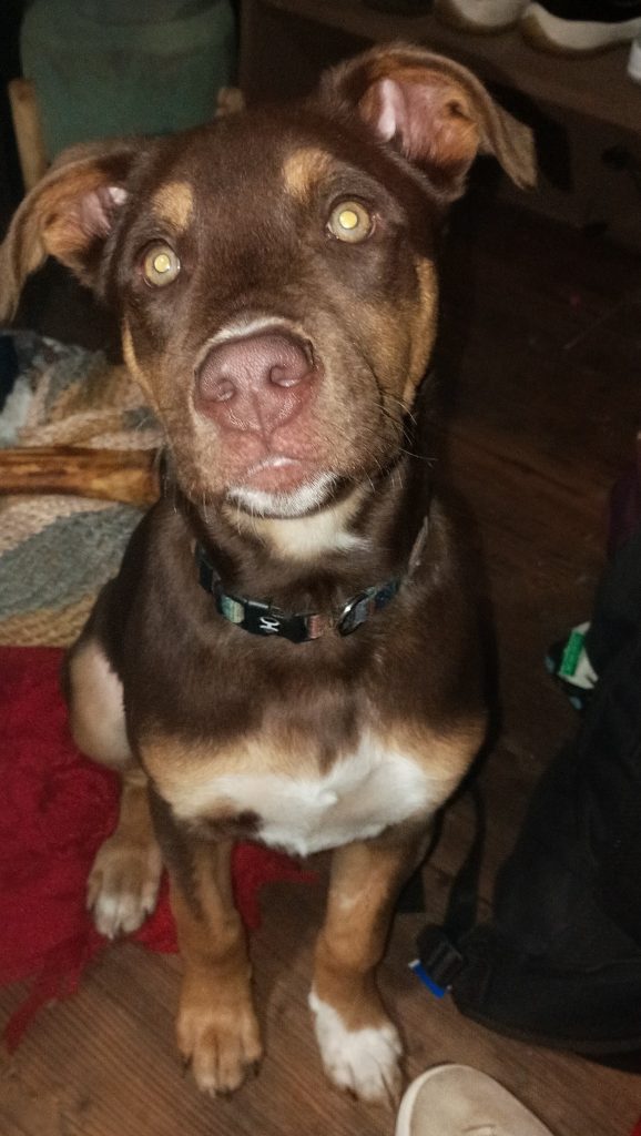 Zeus, lost dog, Mixed