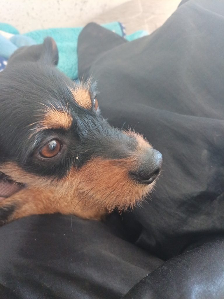 Missy, lost dog, Mixed