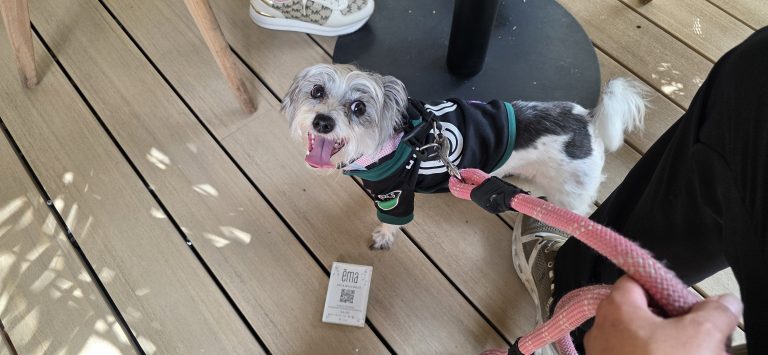 Emma, lost dog, Schitzu schnauzer
