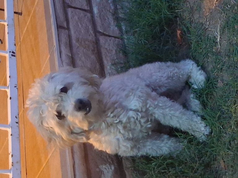 Luca, lost dog, Miniature doodle
