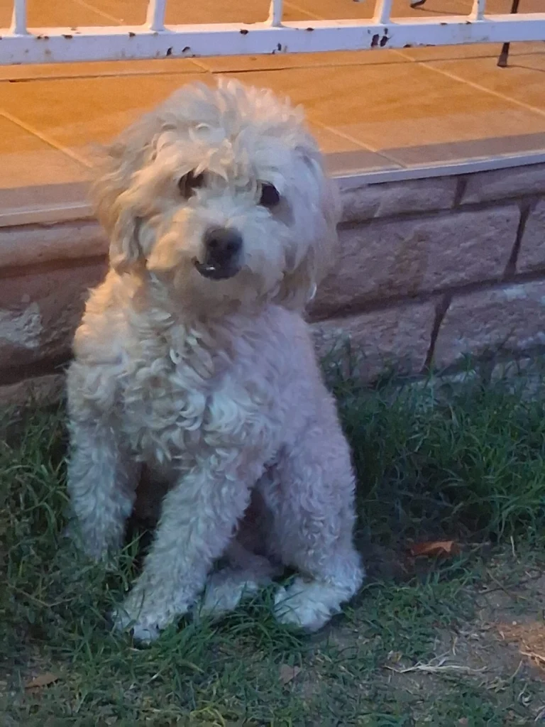 Luca, lost dog, Miniature doodle