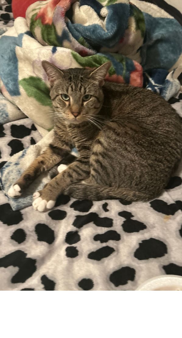 Beans, lost cat, Grey tabby white socks