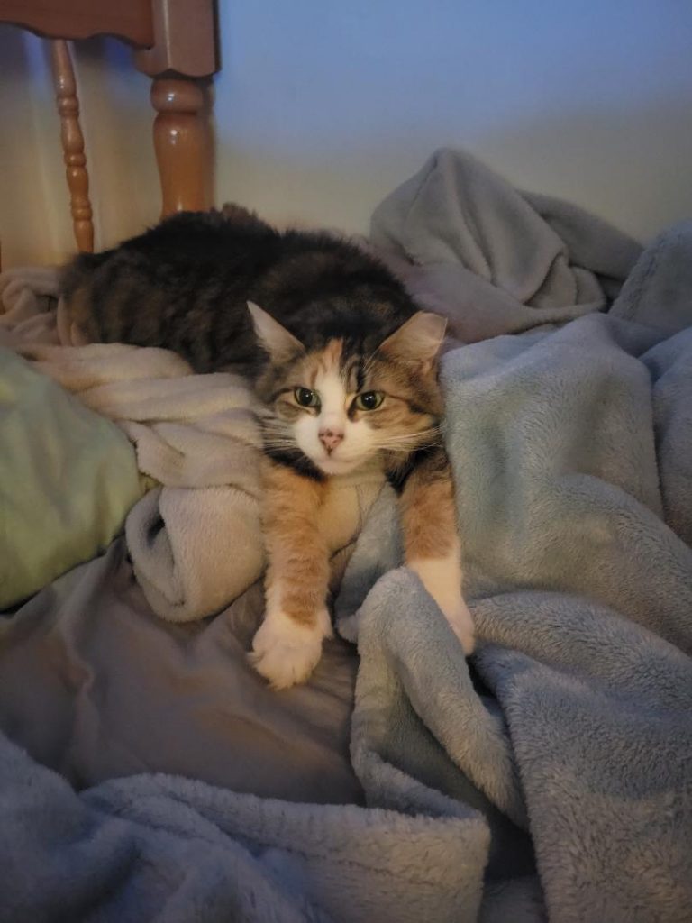Mocha, lost cat, MAINE COON
