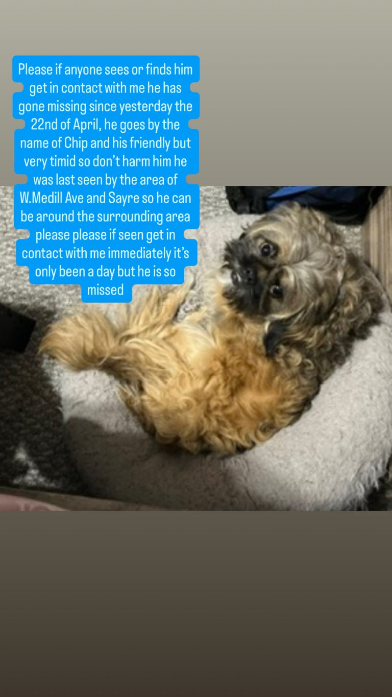 Chip, lost dog, Shih Tzu