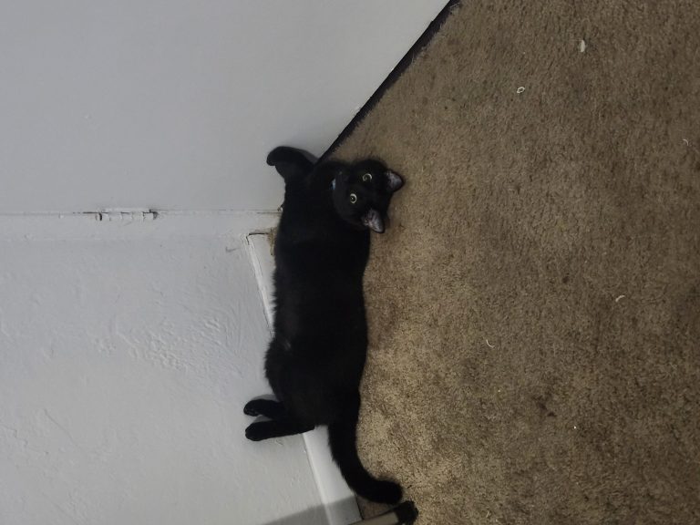 Satin Noir, lost cat, Domestic Shorthair