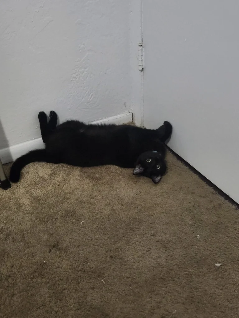 Satin Noir, lost cat, Domestic Shorthair