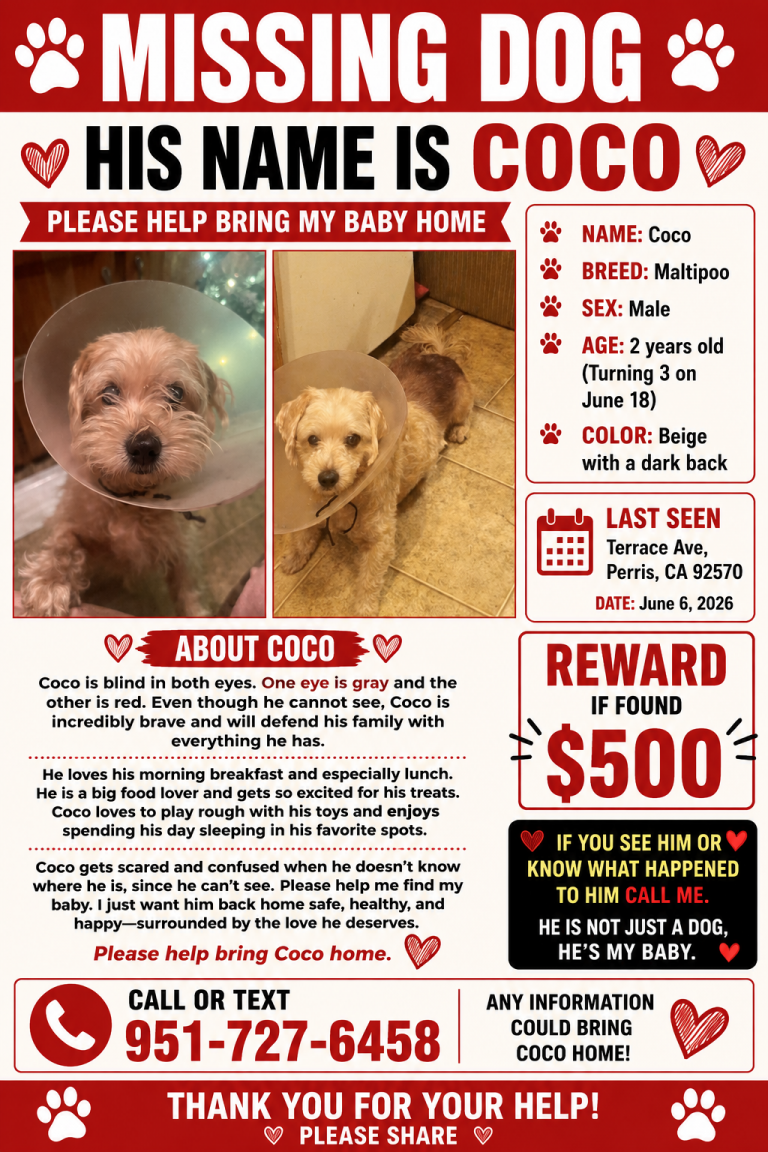 Coco, lost dog, Maltipoo