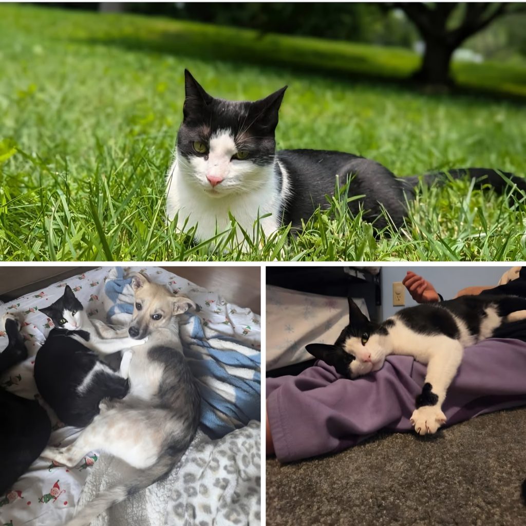 Maggie, lost cat, Tuxedo