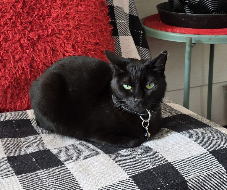 Maya, lost cat, Domestic shorthair
